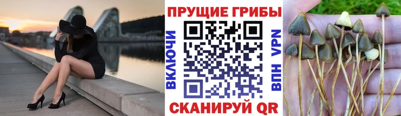 Псилоцибиновые грибы Cubensis  Троицк 
